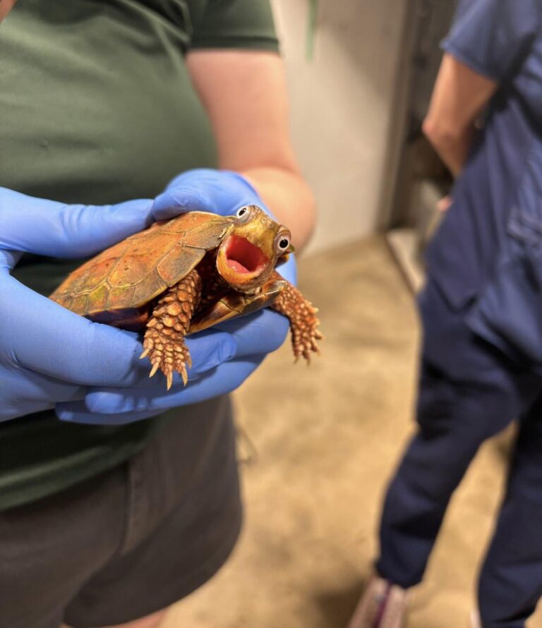 my wife is a vet tech and took this photo today.jpeg