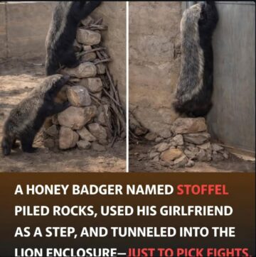 used his girlfriend as a step and tunnelled into a lion enclosure.jpeg