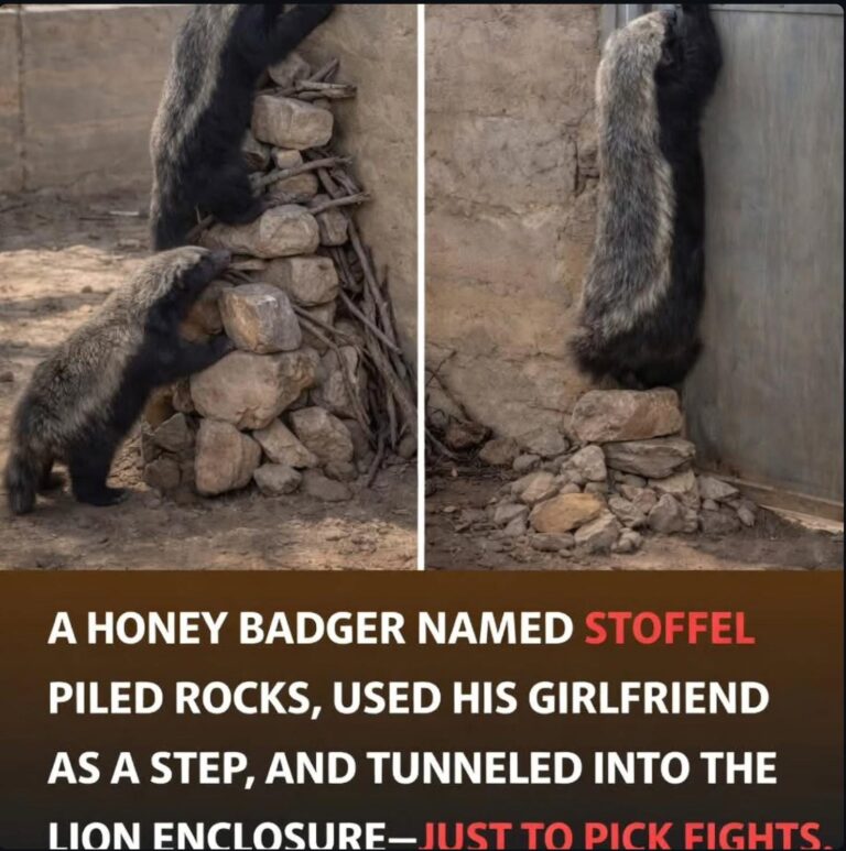 used his girlfriend as a step and tunnelled into a lion enclosure.jpeg