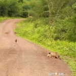 baby warthog running with its legs and mouth.png