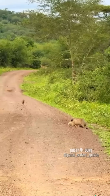 baby warthog running with its legs and mouth.png