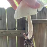 whats this called.jpeg