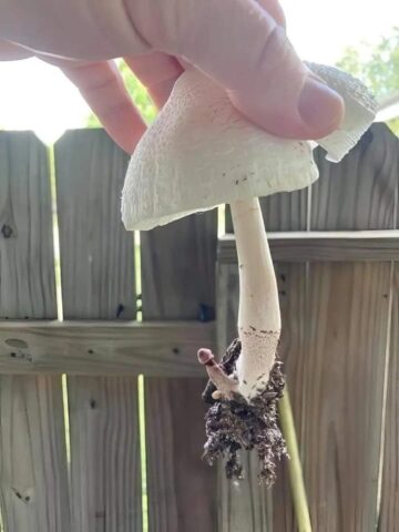 whats this called.jpeg