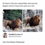he is the mane character.png