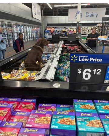stray dog goes into walmart and chills in the frozen food section.jpeg