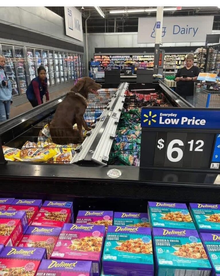stray dog goes into walmart and chills in the frozen food section.jpeg