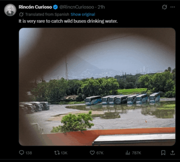it is very rare to catch wild buses drinking water.png