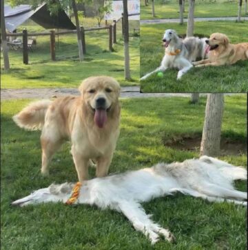 doggo deflated.jpeg