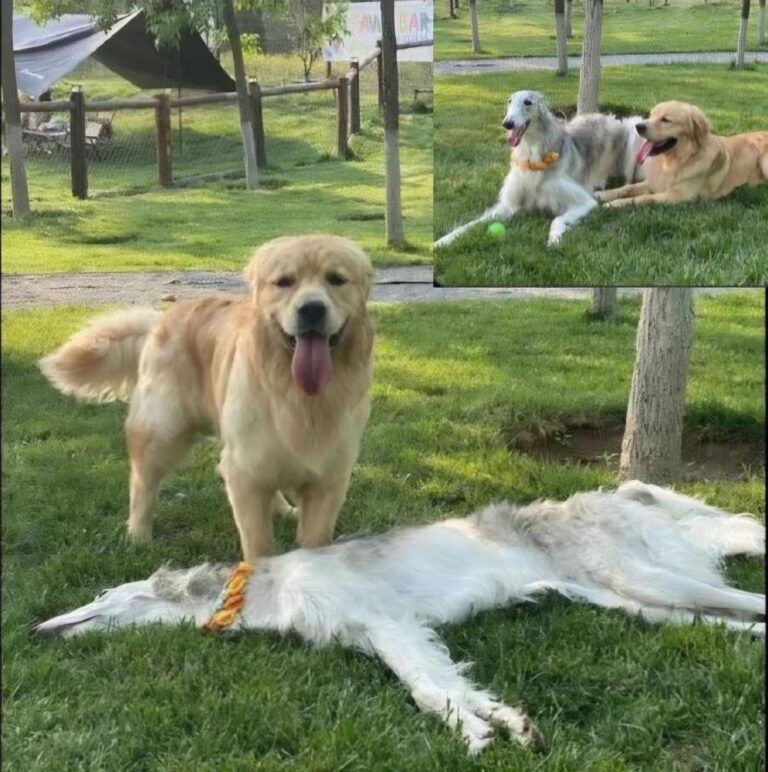 doggo deflated.jpeg