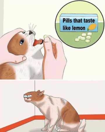 sour puss.png