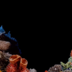 windows 98 underwater screensaver 1998.png