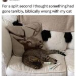 for a split second i thought something had gone terribly biblically wrong with my cat.jpeg