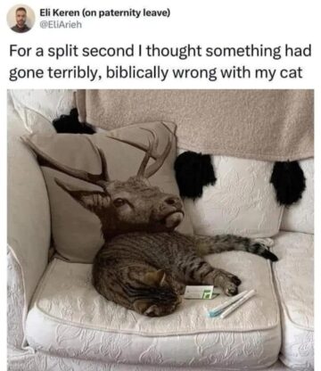 for a split second i thought something had gone terribly biblically wrong with my cat.jpeg