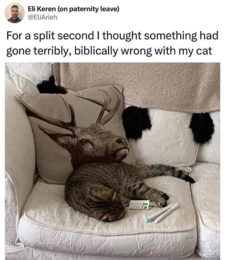 for a split second i thought something had gone terribly biblically wrong with my cat.jpeg