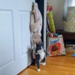my cat speaking confidently yeah ive seen some bras.jpeg