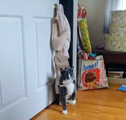 my cat speaking confidently yeah ive seen some bras.jpeg