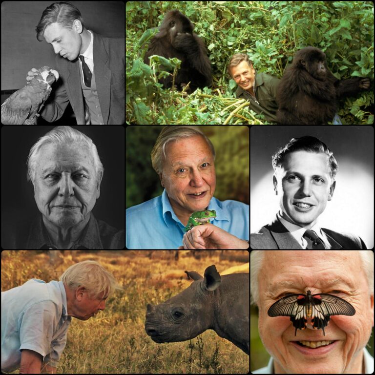 sir david attenborough is officially a centenarian today.jpeg