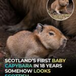 scotlands first baby capybara in 20 years somehow looks scottish.jpeg