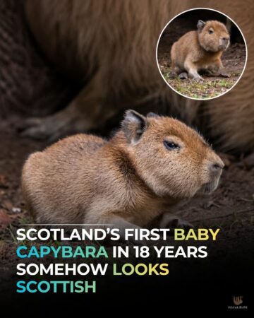 scotlands first baby capybara in 20 years somehow looks scottish.jpeg