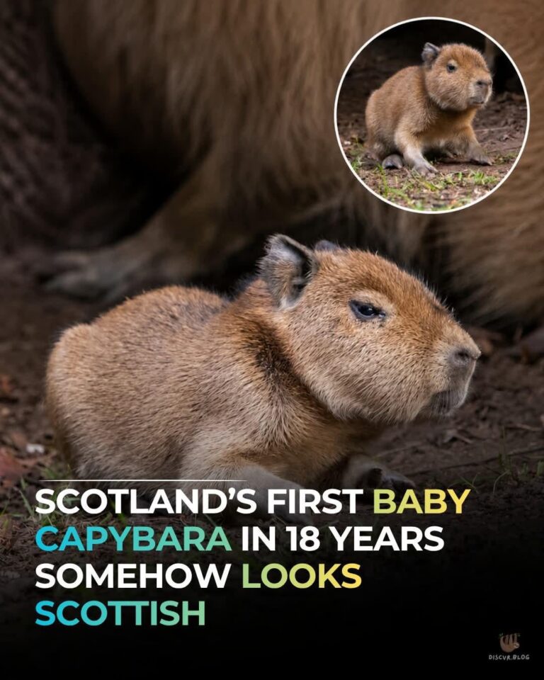 scotlands first baby capybara in 20 years somehow looks scottish.jpeg
