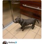 absolute unit.jpeg