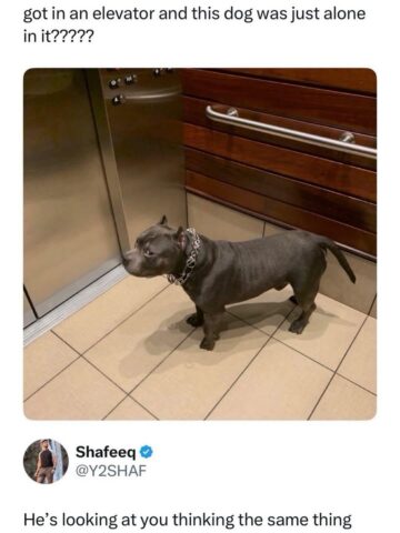 absolute unit.jpeg