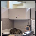 pawnee office pet.jpeg