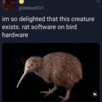 rat software on bird hardware.jpeg