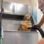 no no i dont need this service do you not hear me wheres the manager.png