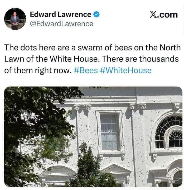 they dont allow you to have bees in here.jpeg