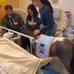 therapy horse playing piano to wake patients up from anesthesia.png