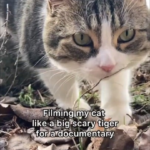 my cat documentary.png