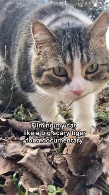 my cat documentary.png