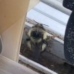 twerk bee.png