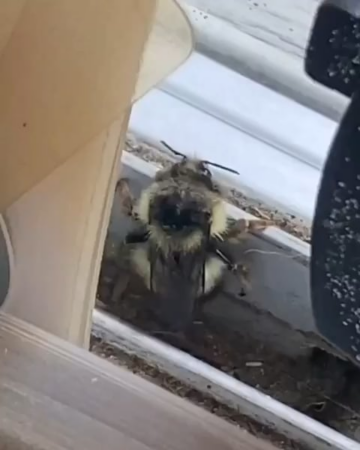 twerk bee.png